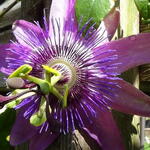 Passiflora 'Amethyst 'Beervelde' - Passiflora 'Amethyst 'Beervelde' - 