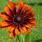 Rudbeckia 'SUMMERINA Orange' - 