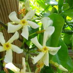 Trachelospermum asiaticum 'Mandaianum' - 
