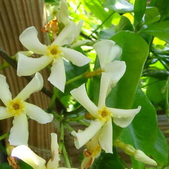 Trachelospermum asiaticum 'Mandaianum'