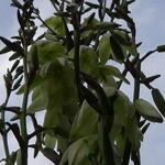 Yucca gloriosa - Yucca gloriosa - Kerzen-Palmlilie