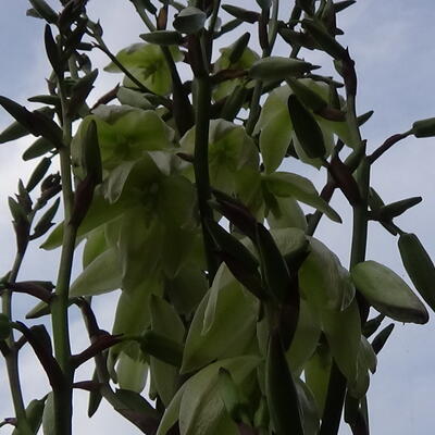 Yucca gloriosa - Kerzen-Palmlilie