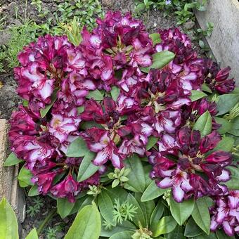 Rhododendron 'HAPPYDENDRON  Pushy Purple'