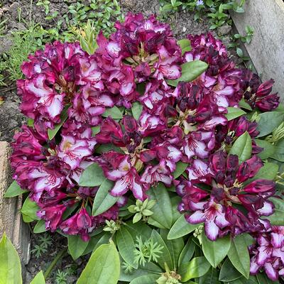 Rhododendron 'HAPPYDENDRON  Pushy Purple' - 