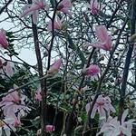 Magnolia stellata 'Rosea' - 