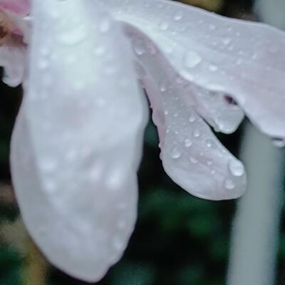 Magnolia stellata 'Rosea' - 