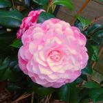 Camellia japonica 'Nuccio's Cameo' - 