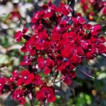 Dianthus gratianopolitanus 'Rubin' - Dianthus gratianopolitanus 'Rubin'