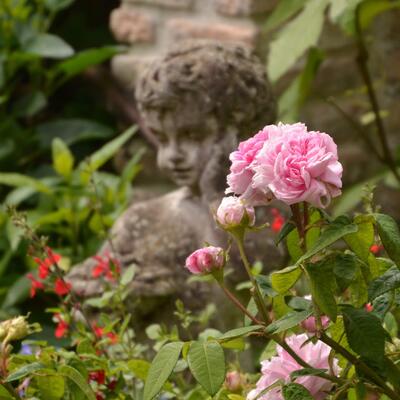 Rosa 'Comte de Chambord' - 
