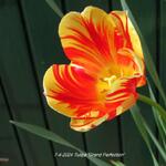 Tulipa 'Grand Perfection' - 