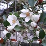 Magnolia laevifolia 'Summer Snowflake' - 