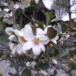 Magnolia laevifolia 'Summer Snowflake' - 