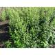 Artemisia lactiflora 