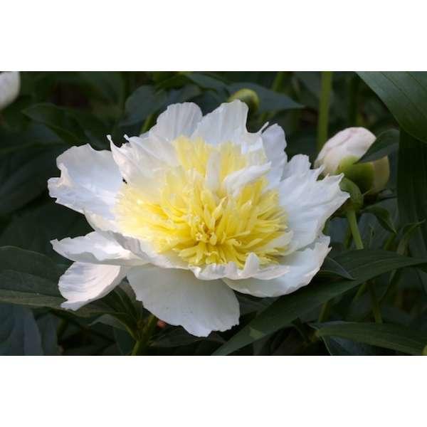 Paeonia Pfingstrosen Stauden Pflanzen kaufen online