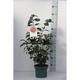 Camellia japonica rood-rouge