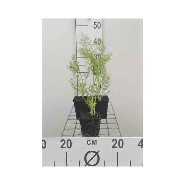 Foeniculum vulgare Fenchel Stauden Pflanzen kaufen online