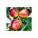 Prunus persica-nucipersica 