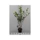 Aronia arbutifolia 