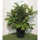 Mahonia japonica (= bealei)