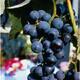Vitis vinifera blauw/bleu