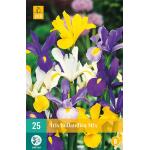 Iris hollandica mix (25 stück)
