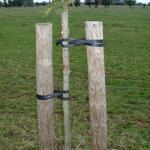 Liens pour arbres Tree-fix 50 cm/15 mm