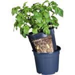 Pot de culture de pommes de terre - 12 litres