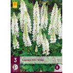 Lupinus 'White' - Lupins (3 pièces)