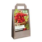 Plants de fraisiers Fragaria Elsanta (10 pièces)