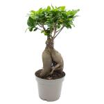 Ficus microcarpa 'Ginseng' 30 cm