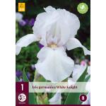 Iris germanica White Knight (1 pièces)