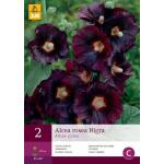 Alcea rosea Nigra - rose trémière noire (2 pièces)