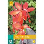 Canna Red Futurity  (1 pièces)