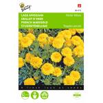 Studentenblume - Petit Yellow - Tagetes patula