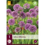Allium Millenium (1 pièces)