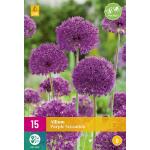 Allium Purple Sensation (15 pièces)
