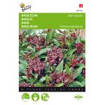 Basilikum Siam Queen - Ocimum basilicum