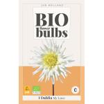 Dahlia bio 'My Love' - bio flowerbulbs