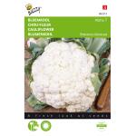 Chou-fleur Alpha 7 - Brassica oleracea