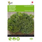 Grünkohl Westländer halbhoher - Brassica oleracea