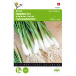 Oignon Blanc de Lisbonne - Allium cepa