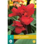 Canna Red Dazzler (1 pièces)