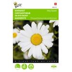 Chrysanthème May Queen - Chrysanthemum leucanthemum