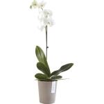 ECOPOTS Morinda pot d'orchidée - taupe Ø 14 cm