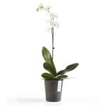ECOPOTS Morinda pot d'orchidée - anthracite Ø 14 cm