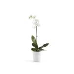 Pot pour orchidée ECOPOTS Morinda - Blanc pur Ø 14 cm