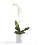 ECOPOTS Morinda pot d'orchidée - whitestone Ø 14 cm