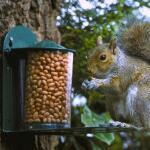 Mangeoire en métal pour écureuil