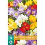 Freesia Single Mix