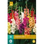Gladiolus mix (10 pièces)
